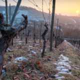 Knorrige Rebe im Weinberg mit Schnee und Sonne