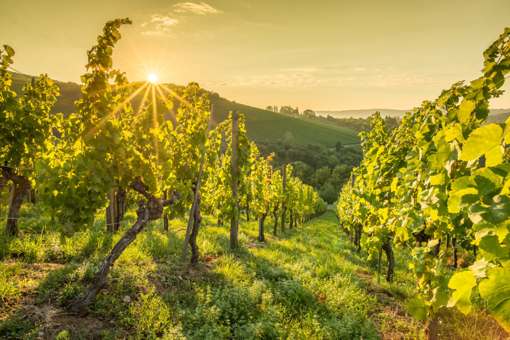 onnenaufgang im Weinberg