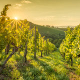 Weinberg im Remstal