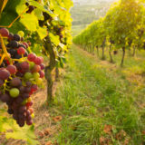 Weintrauben im Weinberg im Sommer