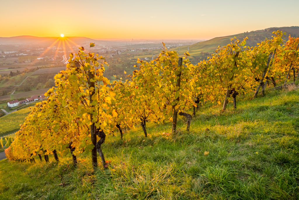 Weinberg im Herbst mit Sonnenstrahlen