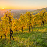 Weinberg im Herbst mit Sonnenstrahlen