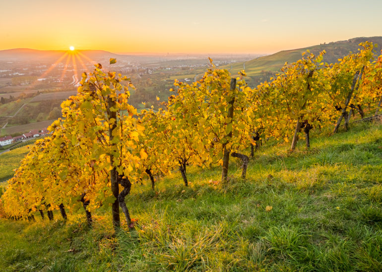 Weinberg im Herbst mit Sonnenstrahlen