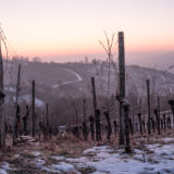 Blaue Stunde im Weinberg und Winter