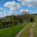 Panorama Landschaft Weinberg mit Feldweg