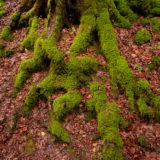 Wurzeln einer Buche