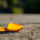 Herbst Laub in gelber Färbung