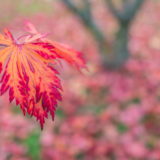 Blatt Fächerahorn im Herbst