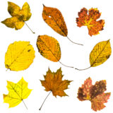 Blätter in Herbstfärbung