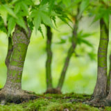 Bonsai Fächerahorn Wald