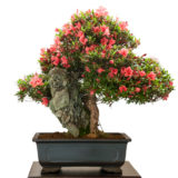 Rhododendron indicum Bonsai