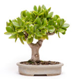 Pfennigbaum (Crassula ovata) als Bonsai