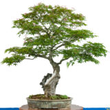 Ahornbaum (Acer palmatum) als Bonsai