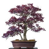 Perückenstrauch (Continus obovatus syn) als Bonsai-Baum