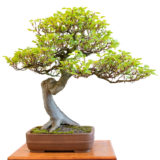 Rot-Buche als Bonsai