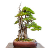 Lärche als Bonsai Baum