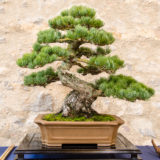 Mädchenkiefer (Pinus parvifolia) als Bonsai Baum