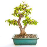 Jadebaum (Portulacaria afra) als Bonsai Baum