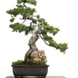 Igel-Wacholder (Juniperus rigidus) als Bonsai-Baum
