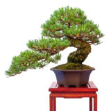 Mädchenkiefer (Pinus parviflora) als Bonsai Baum