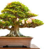 Alter Rhododendron Bonsai Baum mit Blüten