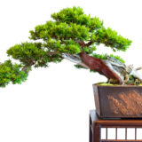 Eibe (Taxus baccata) als Bonsai Baum Halbkaskade