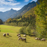 Herde Schafe im Trettachtal mit Trettachspitze im Allgäu