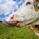 Kuh streckt lustig Zunge heraus