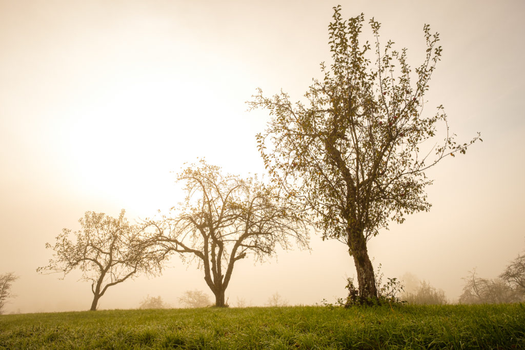 Obstbäume im Morgennebel