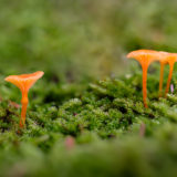 Saftlinge (Hygrocybe)