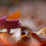 Violetter Lacktrichterling (Laccaria amethystina)