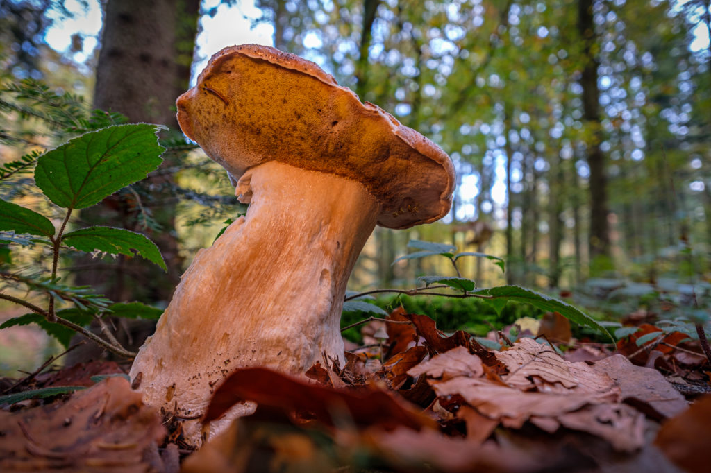 Steinpilz im Wald