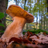 Steinpilz im Wald