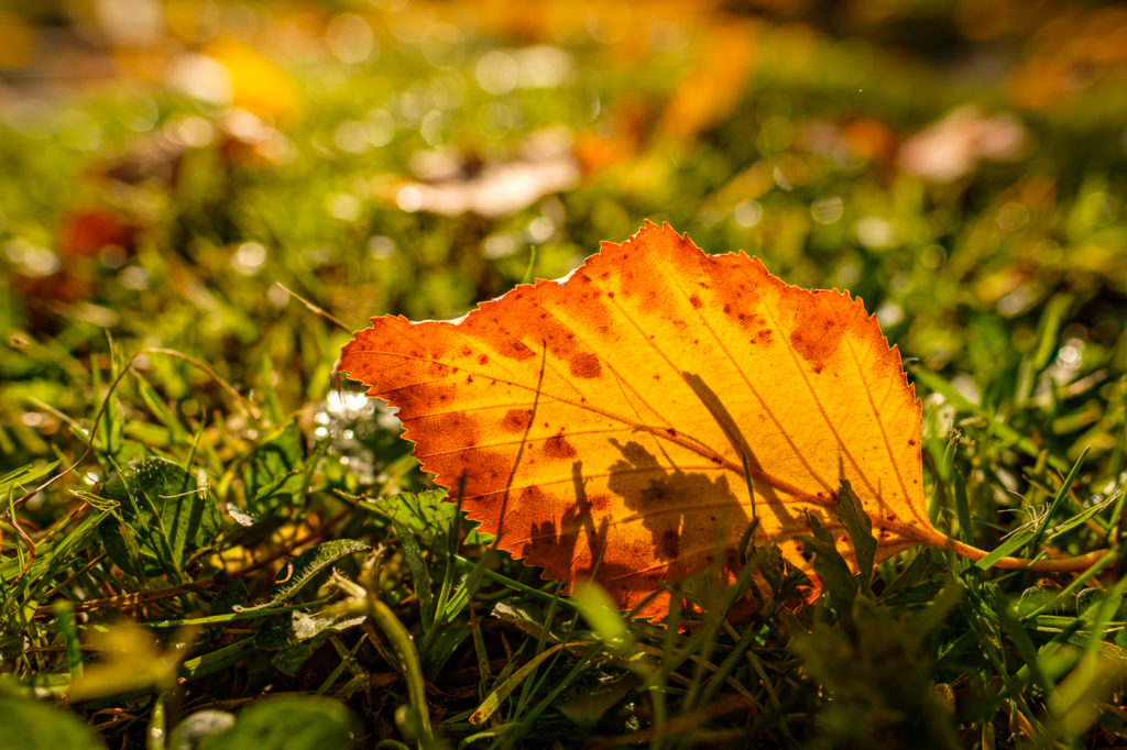 Herbstlaub im Gegenlicht