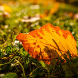 Herbstlaub im Gegenlicht