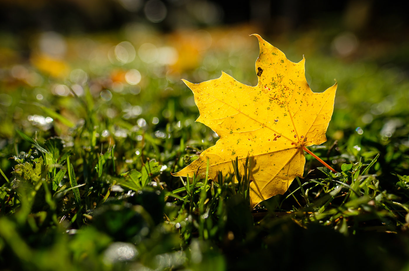 Ahornblatt in Herbstfärbung