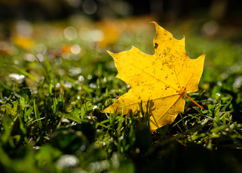 Ahornblatt in Herbstfärbung