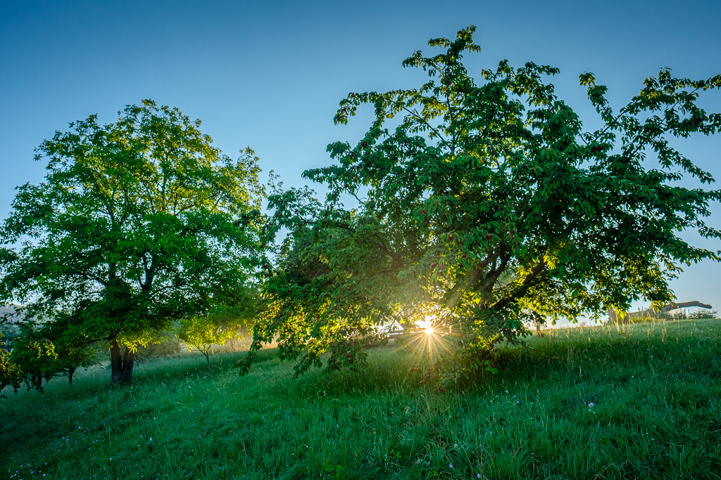 Kirschbäume im Gegenlicht