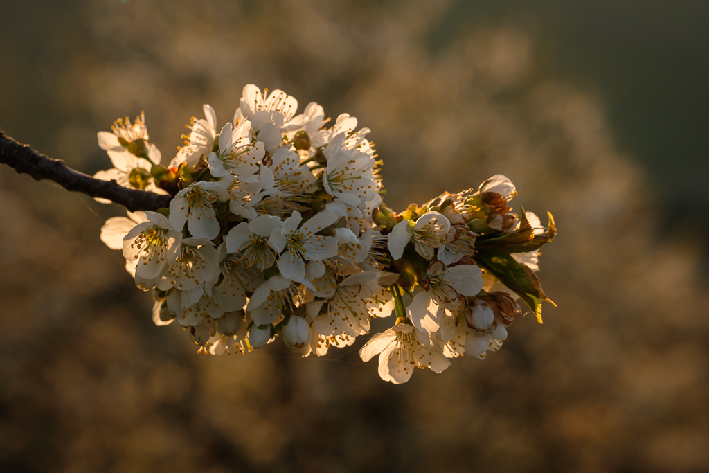 Kirschblüten